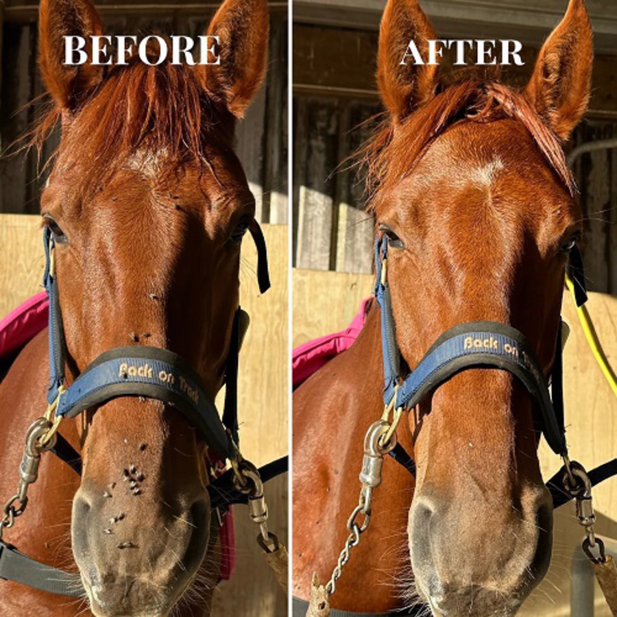 EcoHorse Scaredy Cat Bug Repel Gel image 1